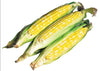 CORN BULK