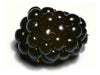 BLACKBERRIES [1 ea]