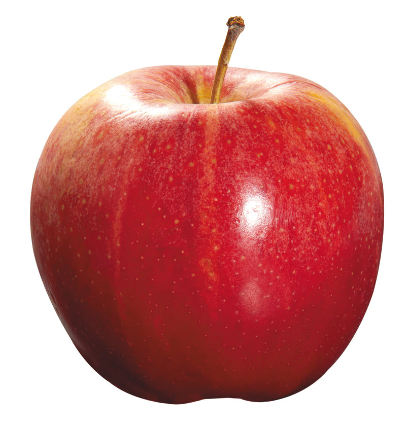APPLE ROYAL GALA