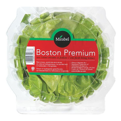 LETTUCE BOSTON [1 ea]