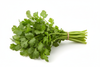 CILANTRO BUNCH