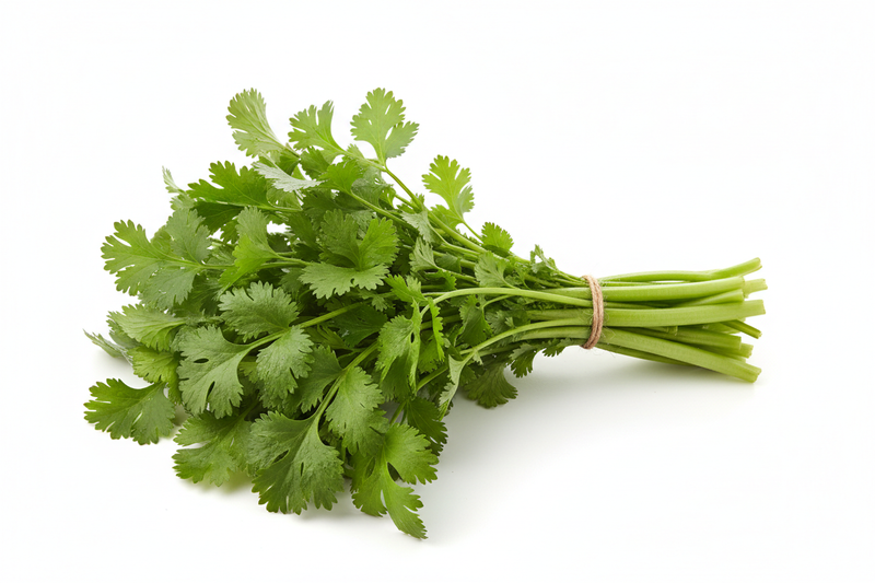 CILANTRO BUNCH
