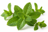 FRESH ORGANIC MINT