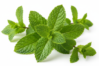 FRESH ORGANIC MINT