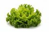 LETTUCE LEAF GREEN [1 EACH]