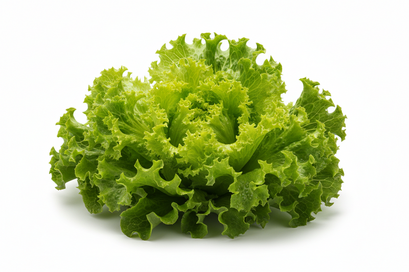 LETTUCE LEAF GREEN [1 EACH]