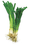 ONION GREEN [1 ea]