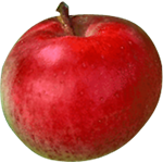 APPLES OBERLY 3L [1 ea]