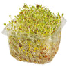 ALFALFA SPROUTS 75G [1 ea]
