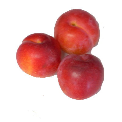 PLUM BURBANK 2L BASKET