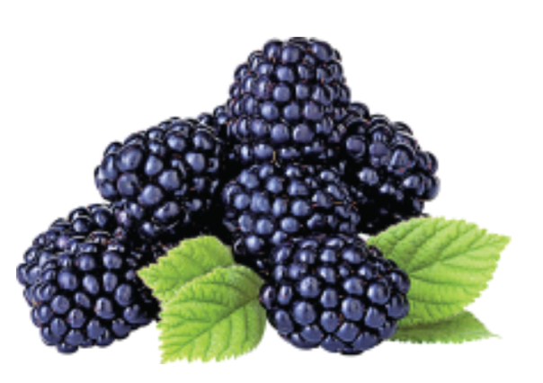 BLACKBERRIES [1 ea]